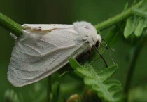 灯蛾 附具体介绍