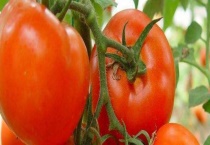 露天西红种植多久？