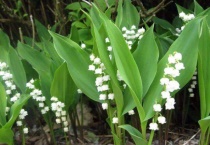 铃兰花怎么倒盆