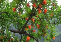 石榴树在零下二十度能越冬吗？