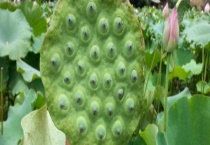 刚摘的莲子是否可以生吃 有什么收获多久？