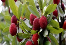 茶山杨梅的成熟时间 杨梅有什么营养价值