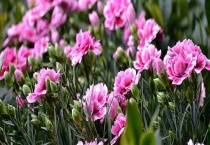 康乃馨怎么养最好 附生长习性