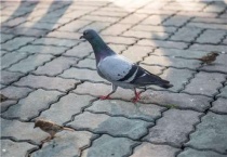 桑杰士信鸽特点