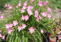 韭莲为什么叫风雨花