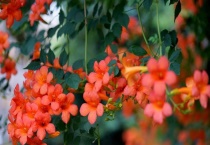 怎么判断凌霄花死了