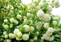 中华木绣球是不是琼花