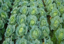 莲花白是否能生吃 附其常见做法