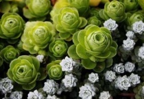 多肉可以用普通土壤吗？