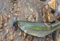 路亚假饵种类及使用方法 详细如下