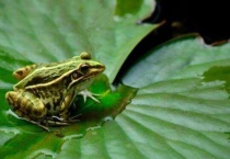 青蛙会冬眠吗？