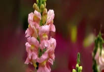 金鱼草与鲁冰花有什么不同 从科属、茎叶、花朵、果实上区分