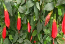 悬铃花掉叶子怎么办？