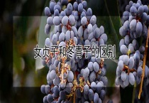 女贞子和冬青子的区别？