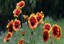 非洲菊要打顶吗？