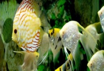 虎皮鱼的繁殖方法 附虎皮鱼的饲养