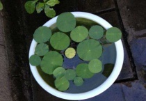 碗莲水里的绿藻怎么弄