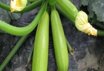 西葫芦种植多久？