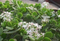 冬天玉树在室外会冻死吗？