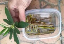 柳枝泡水能浇花吗？柳枝生根水怎么用？
