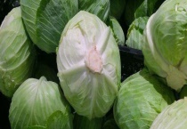 高丽菜是什么？