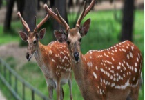 梅花鹿吃什么食物 附喂食的注意事项