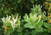 忍冬藤是金银花藤吗？