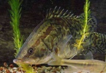 臭鳜鱼是什么鱼