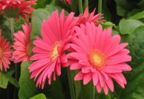 非洲菊花谢后怎么办？