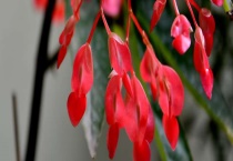 大叶海棠和小叶海棠区别？