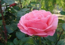 月季花与玫瑰花的区别？