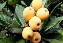 枇杷采收和贮藏多久？