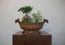 金钱树干有黑斑怎么办？