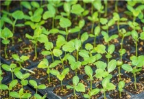 冬季种植萝卜芽不出芽怎么办？