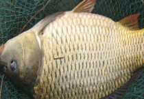 老三样四季钓鲤鱼饵料配方 附使用注意事项