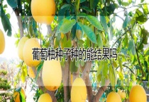 葡萄柚种子种的能结果吗？