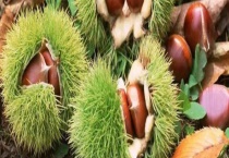 湖北板栗的成熟时间 湖北哪里可以采摘栗子