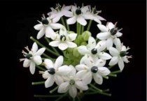 天鹅绒鲜花花语