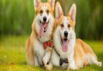 狗焦虫病 土多久？