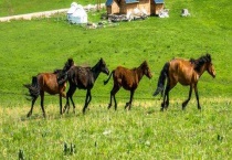 马的生殖方式是