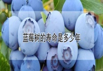蓝莓树的寿命是多少年