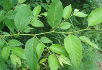 糙叶树属有哪些？