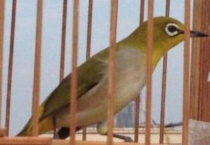 生鸟怕人撞笼怎么办？