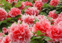 牡丹五月移栽能活吗？