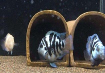 迷你鹦鹉多大可以繁殖