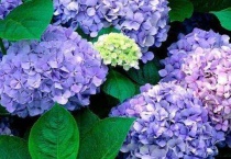 绣球花变绿了怎么办？