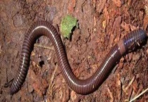 蚯蚓的繁殖方式 繁殖过程是怎样的