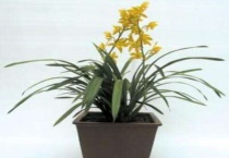 墨兰属于什么兰