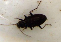 苍虫的药用价值