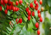 红豆杉要种几年才能结果 如何区分雌雄